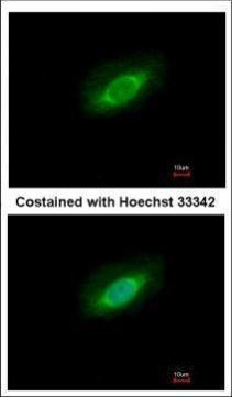 PPP4C Antibody in Immunocytochemistry (ICC/IF)
