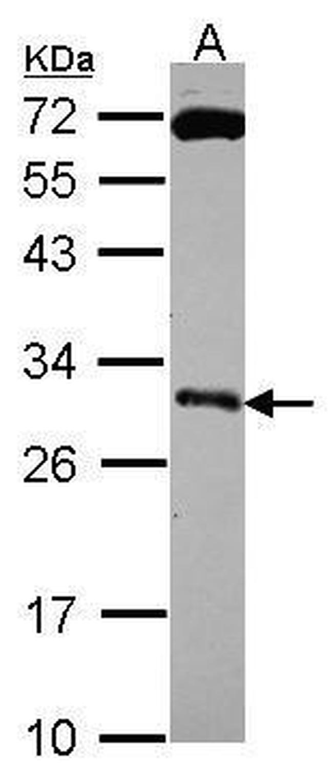 Kallikrein 10 Antibody in Western Blot (WB)