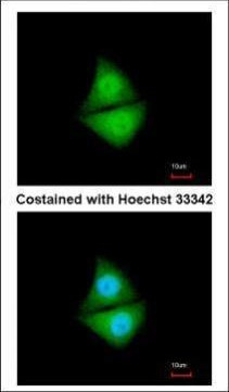 PSMD4 Antibody in Immunocytochemistry (ICC/IF)