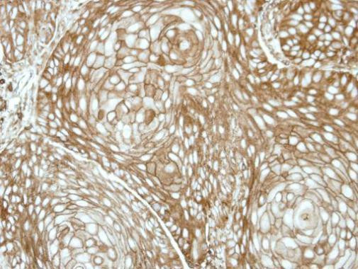 RDH5 Antibody in Immunohistochemistry (Paraffin) (IHC (P))