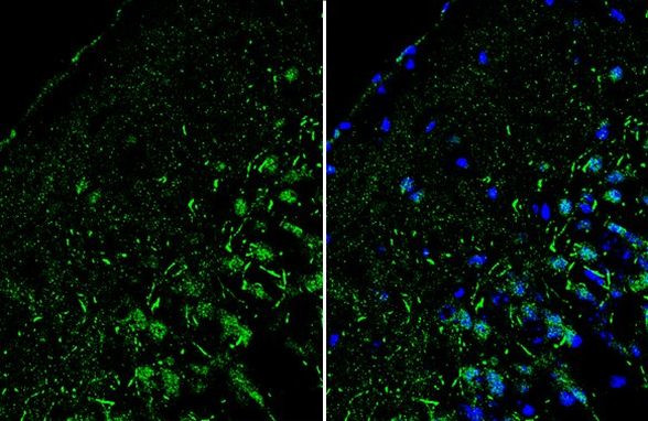 RORB Antibody in Immunohistochemistry (Frozen) (IHC (F))
