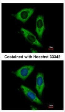 RPL24 Antibody in Immunocytochemistry (ICC/IF)