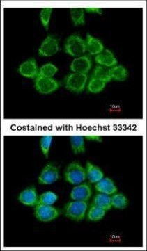 RPS2 Antibody in Immunocytochemistry (ICC/IF)