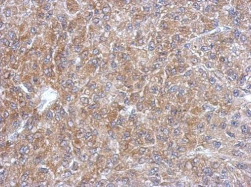 SEC13 Antibody in Immunohistochemistry (Paraffin) (IHC (P))