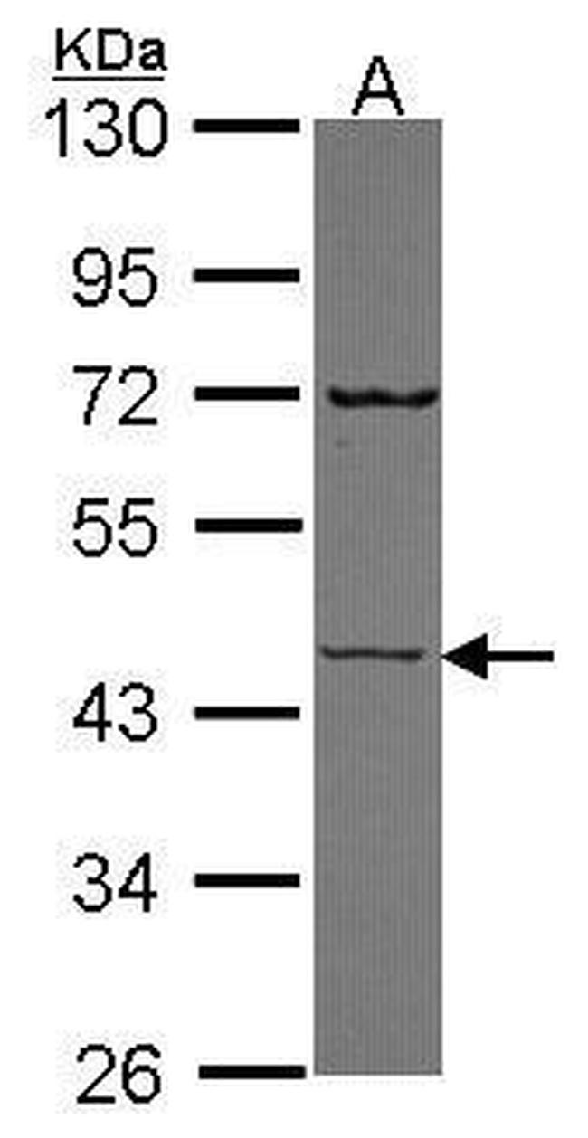 SEMG1 Antibody in Western Blot (WB)