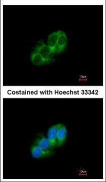 STAC Antibody in Immunocytochemistry (ICC/IF)