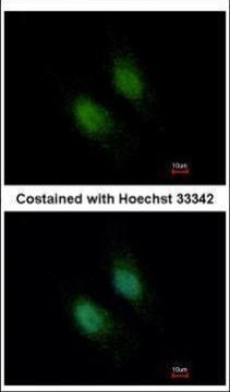 Unc18-2 Antibody in Immunocytochemistry (ICC/IF)