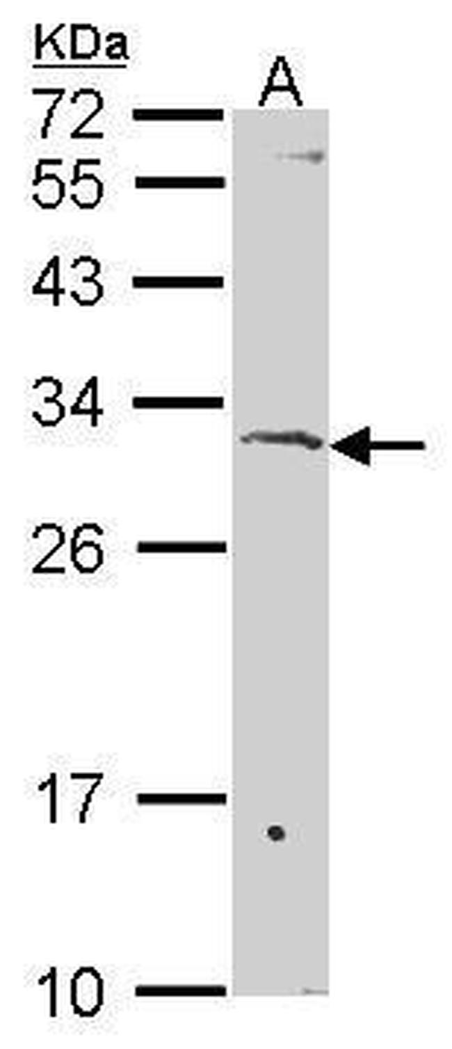 SURF1 Antibody in Western Blot (WB)