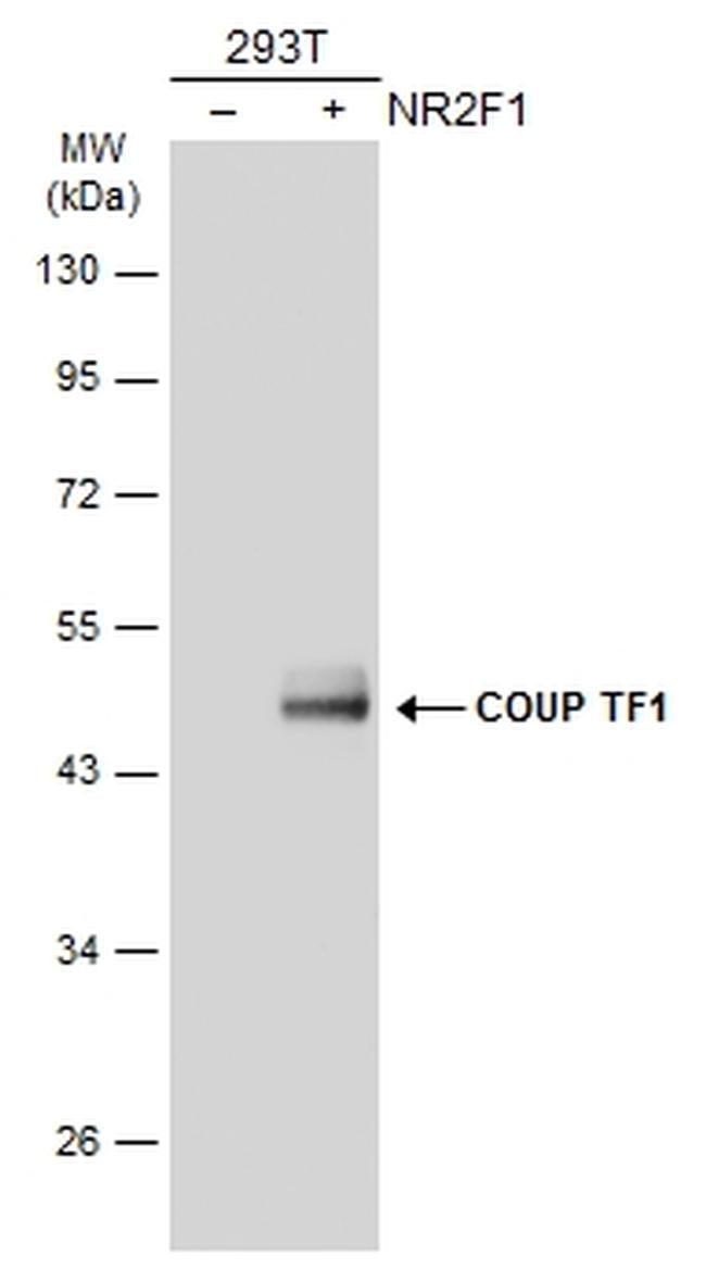 NR2F1 Antibody in Western Blot (WB)