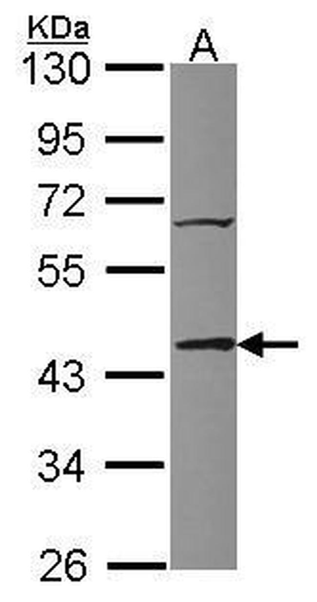 TIAL1 Antibody in Western Blot (WB)