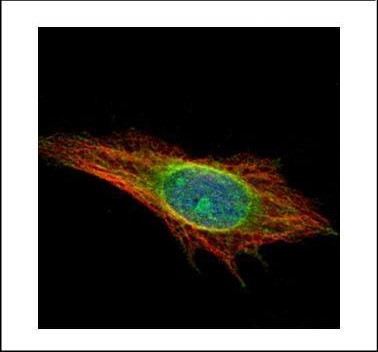 DNAJC7 Antibody in Immunocytochemistry (ICC/IF)