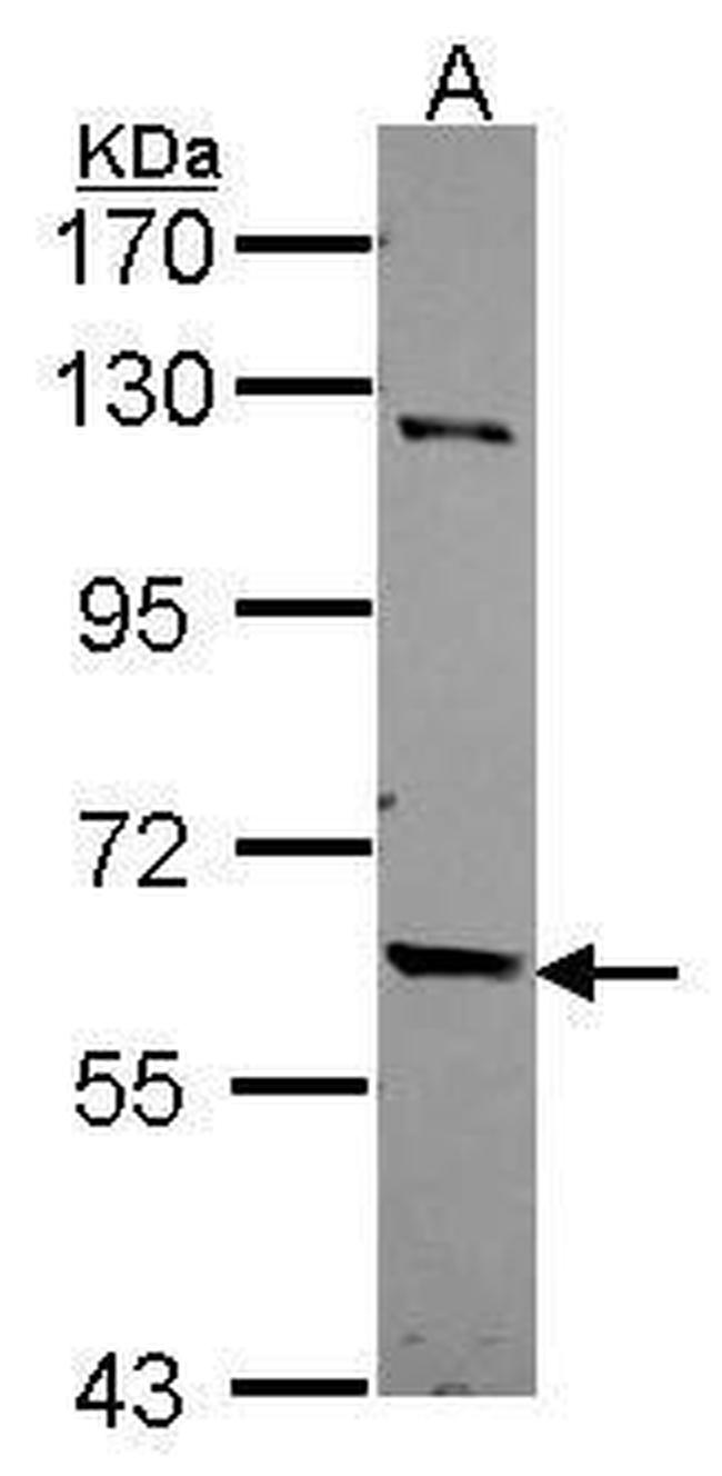 TULP2 Antibody in Western Blot (WB)