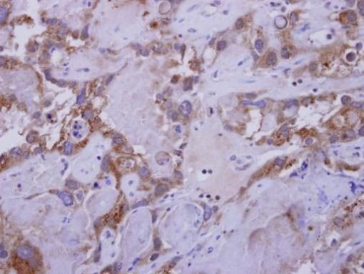 WNT7B Antibody in Immunohistochemistry (Paraffin) (IHC (P))