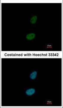 ZNF133 Antibody in Immunocytochemistry (ICC/IF)