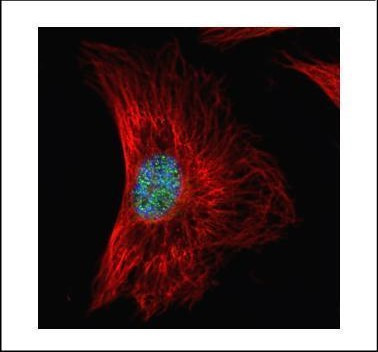 SRSF1 Antibody in Immunocytochemistry (ICC/IF)
