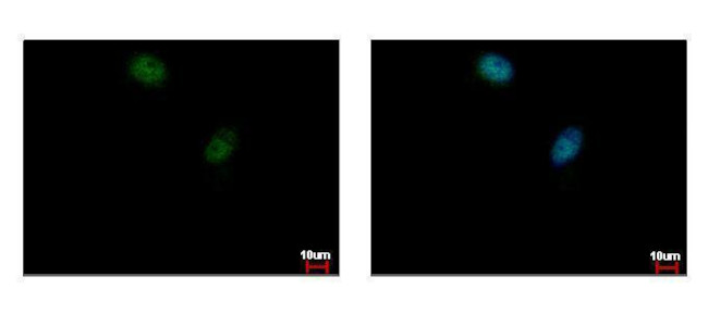 ELK3 Antibody in Immunocytochemistry (ICC/IF)