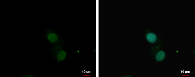 PKNOX1 Antibody in Immunocytochemistry (ICC/IF)