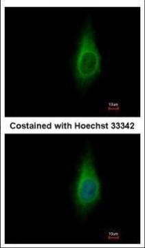 IMPA1 Antibody in Immunocytochemistry (ICC/IF)