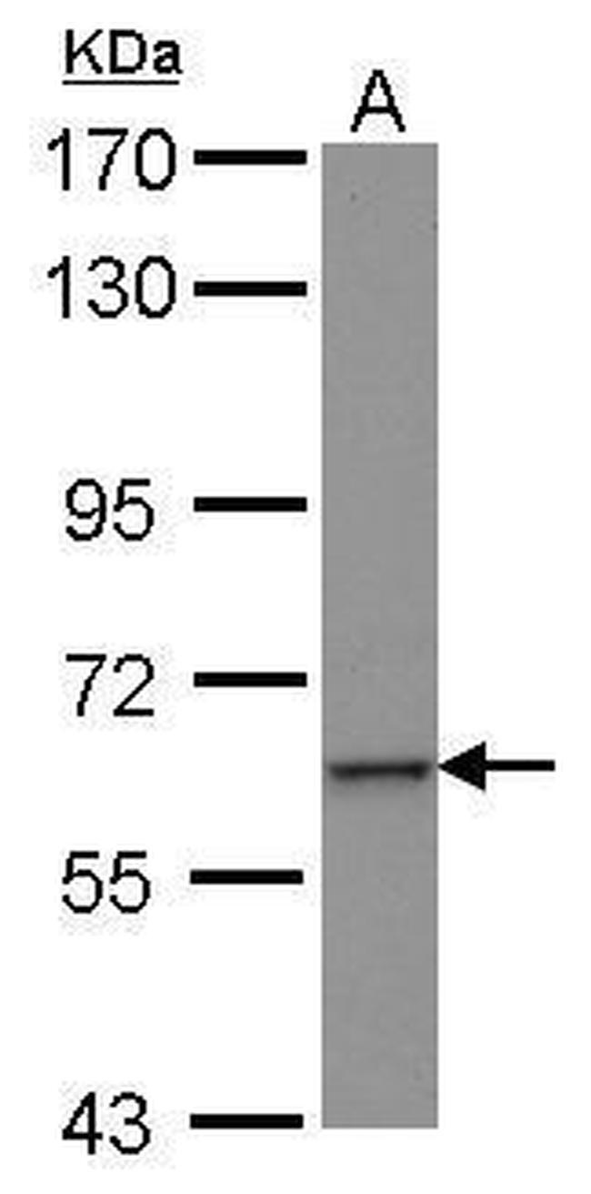ZNF37A Antibody in Western Blot (WB)