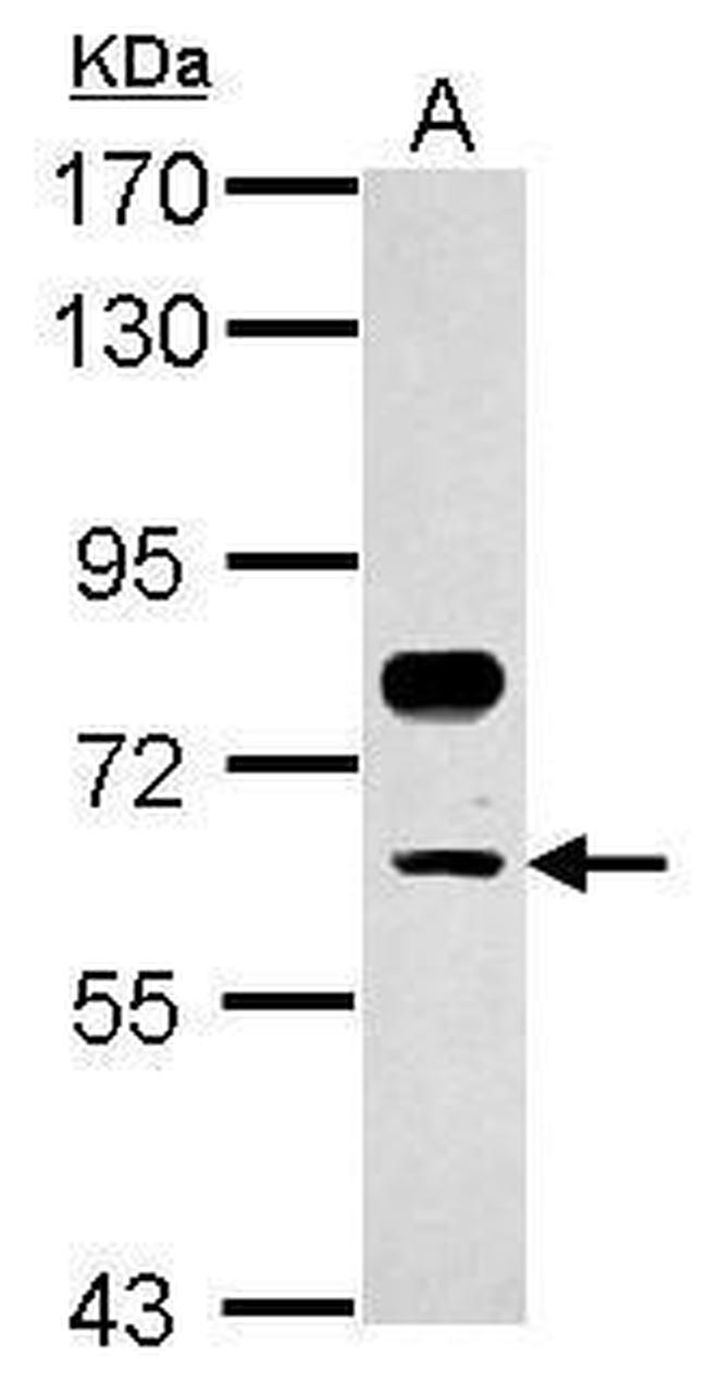 TFCP2 Antibody in Western Blot (WB)