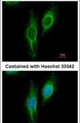 UGDH Antibody in Immunocytochemistry (ICC/IF)