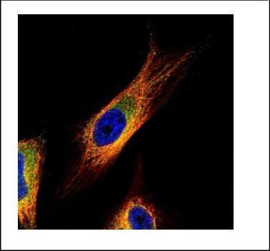 COPS3 Antibody in Immunocytochemistry (ICC/IF)