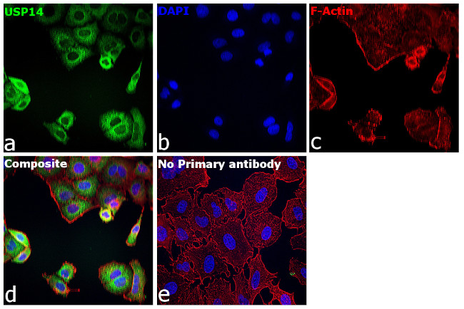 USP14 Antibody in Immunocytochemistry (ICC/IF)