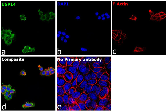 USP14 Antibody in Immunocytochemistry (ICC/IF)