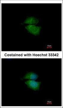 Cytohesin 3 Antibody in Immunocytochemistry (ICC/IF)