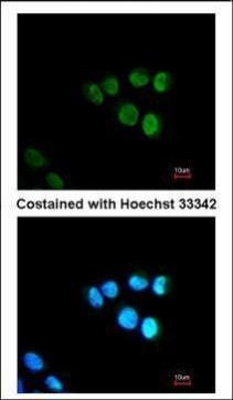 MED17 Antibody in Immunocytochemistry (ICC/IF)