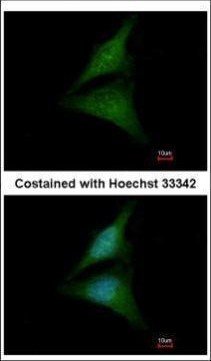 Importin 13 Antibody in Immunocytochemistry (ICC/IF)