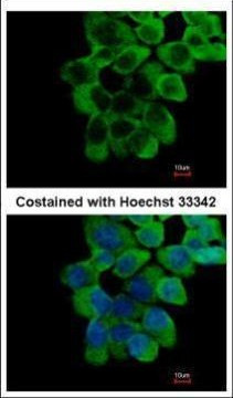 RNF10 Antibody in Immunocytochemistry (ICC/IF)
