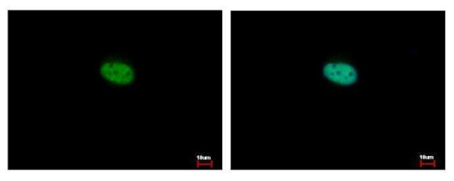 NR1D2 Antibody in Immunocytochemistry (ICC/IF)