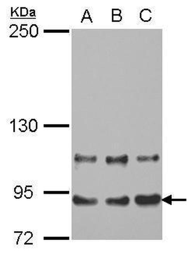 THRAP5 Antibody in Western Blot (WB)