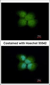 RNF41 Antibody in Immunocytochemistry (ICC/IF)