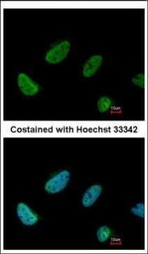 BCAS2 Antibody in Immunocytochemistry (ICC/IF)