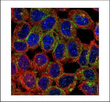 BAIAP2 Antibody in Immunocytochemistry (ICC/IF)