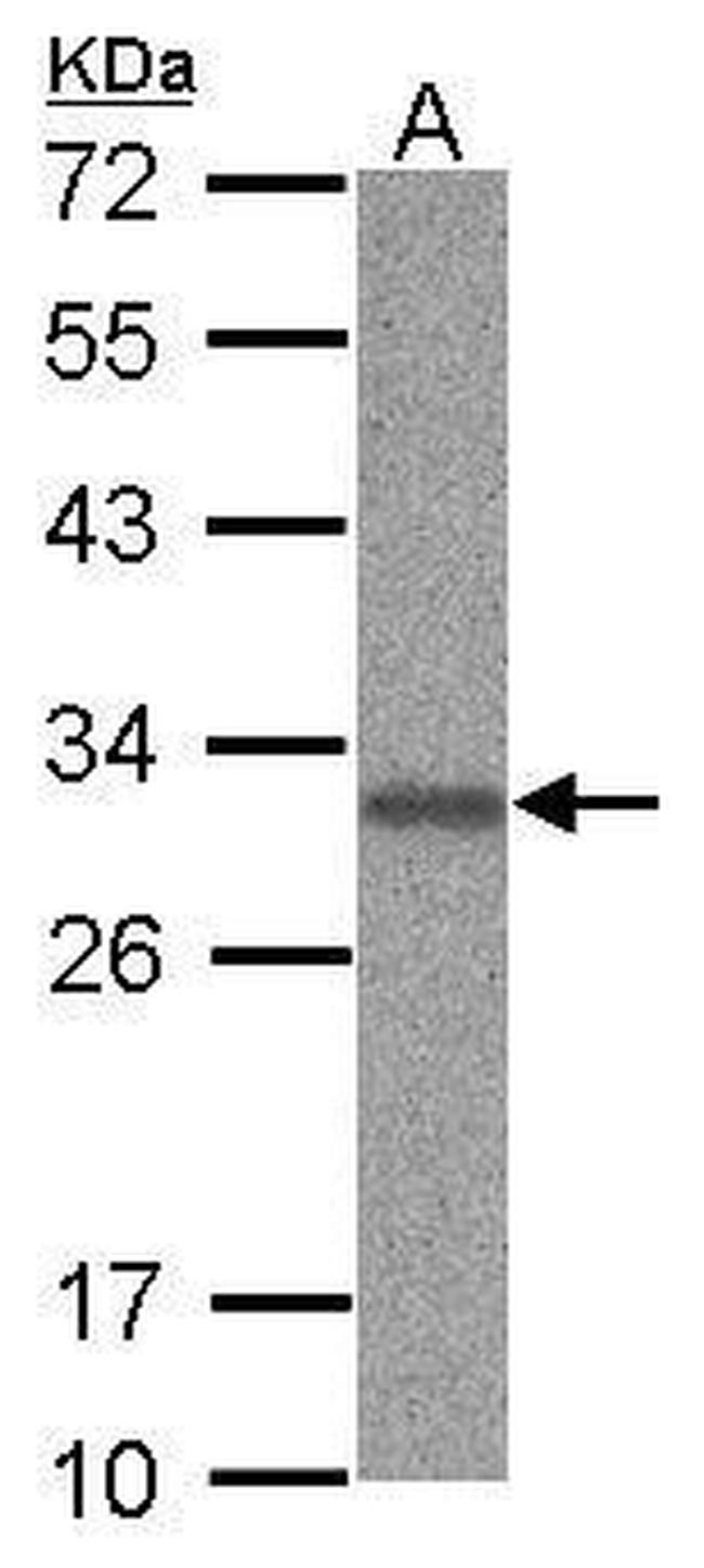 PHAPI2 Antibody in Western Blot (WB)