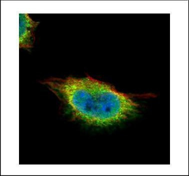 GMEB1 Antibody in Immunocytochemistry (ICC/IF)