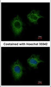MTHFD2 Antibody in Immunocytochemistry (ICC/IF)