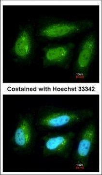 DUSP10 Antibody in Immunocytochemistry (ICC/IF)
