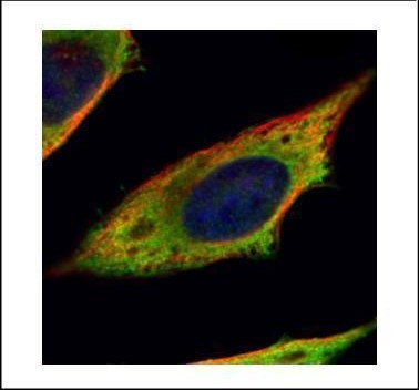 Calpain 11 Antibody in Immunocytochemistry (ICC/IF)