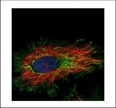KLHL2 Antibody in Immunocytochemistry (ICC/IF)