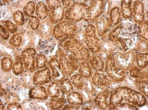 NTNG1 Antibody in Immunohistochemistry (Paraffin) (IHC (P))