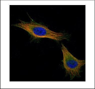 TPX2 Antibody in Immunocytochemistry (ICC/IF)