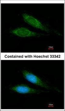 MRPS27 Antibody in Immunocytochemistry (ICC/IF)