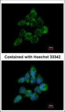 ETEA Antibody in Immunocytochemistry (ICC/IF)