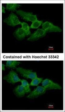 MKRN2 Antibody in Immunocytochemistry (ICC/IF)