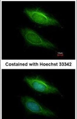 BHMT2 Antibody in Immunocytochemistry (ICC/IF)