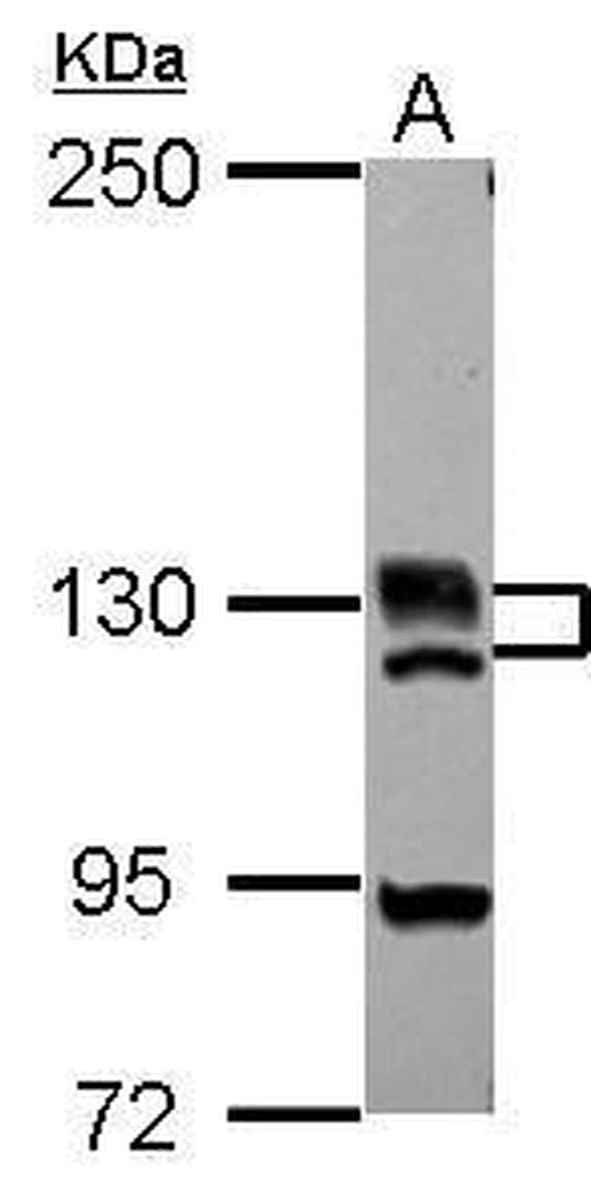 BRD1 Antibody in Western Blot (WB)